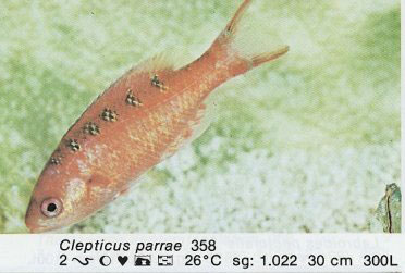 Clepticus parrae